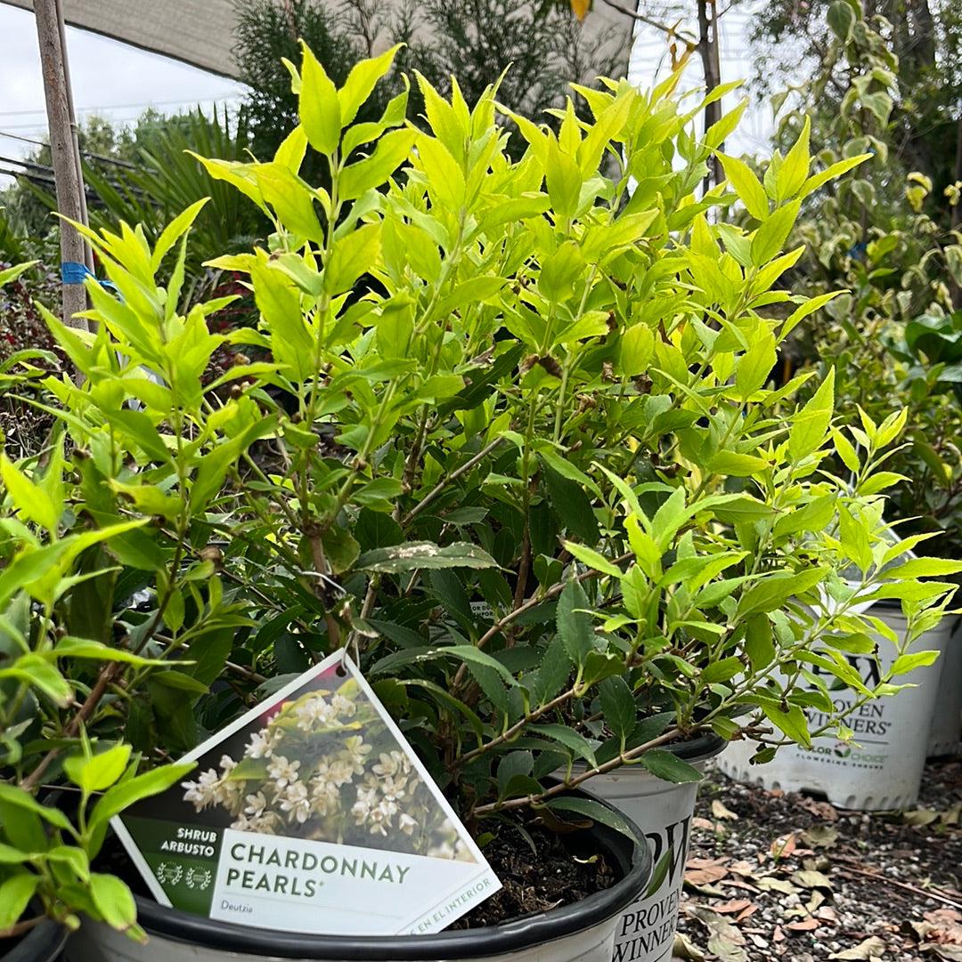 Deutzia gracilis 'Duncan' PP16,098 - Chardonnay Pearls® Deutzia