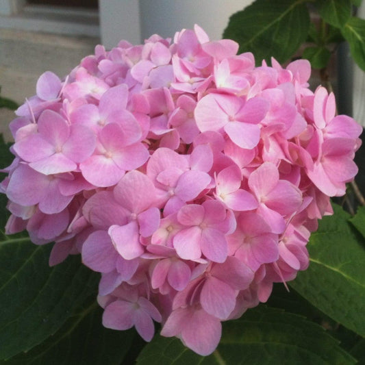 Hydrangea macrophylla 'Bailmer’ - Endless Summer® The Original Hydrangea