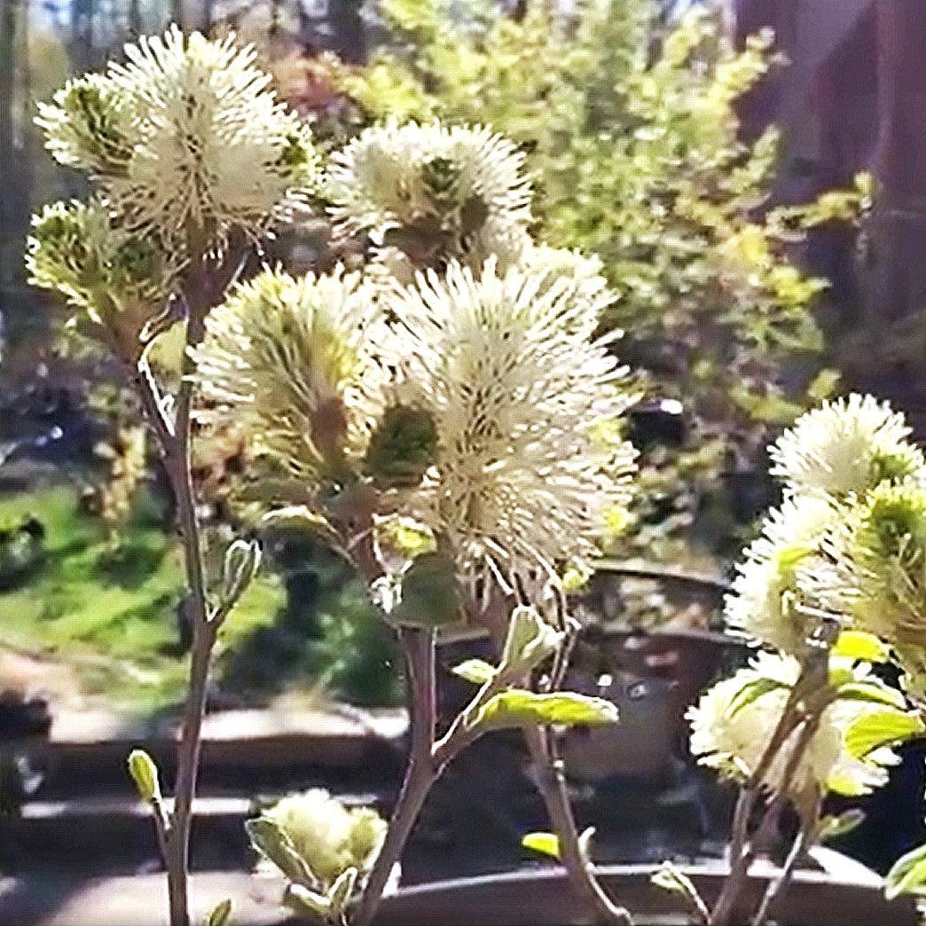 Fothergilla x intermedia 'Blue Shadow' - Blue Shadow Fothergilla