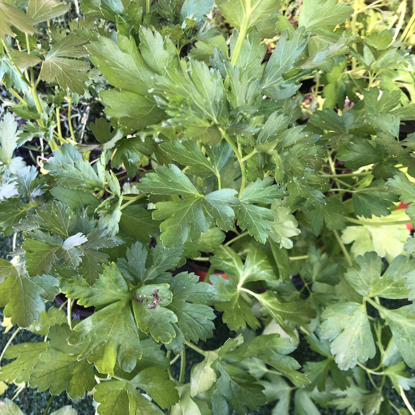 Petroselinum crispum var. neopolitanum - Italian Flat Leaf Parsley