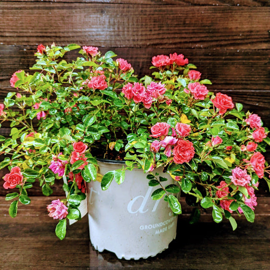 Rosa ‘Meidrifora' PP #19,148 - Coral Drift® Rose