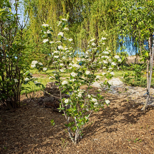 Aronia melanocarpa 'Viking' - Viking Black Chokeberry