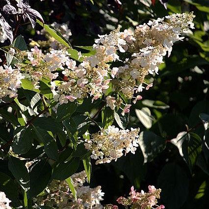 Hydrangea paniculata 'Hpopr013' - Bloomin' Easy® Lava Lamp® Candelabra® Hydrangea