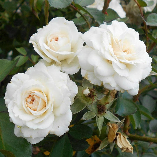 Rosa 'White Dawn' - White Dawn Rose