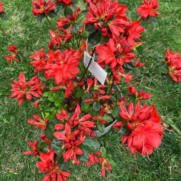 Rhododendron 'Stewartstonian' - Stewartstonian Azalea