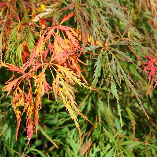 Acer palmatum var. dissectum 'Waterfall' - Waterfall Japanese Maple