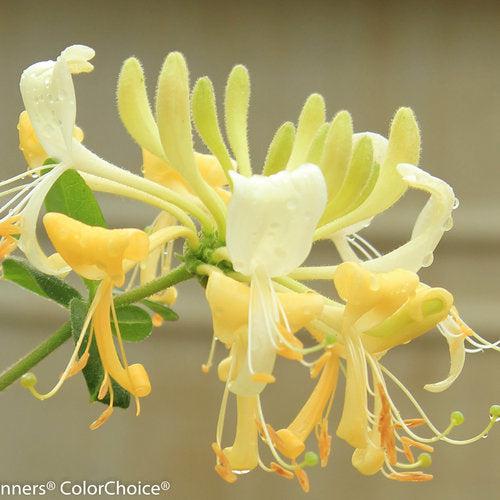Lonicera periclymenum 'Scentsation' - Scentsation Honeysuckle