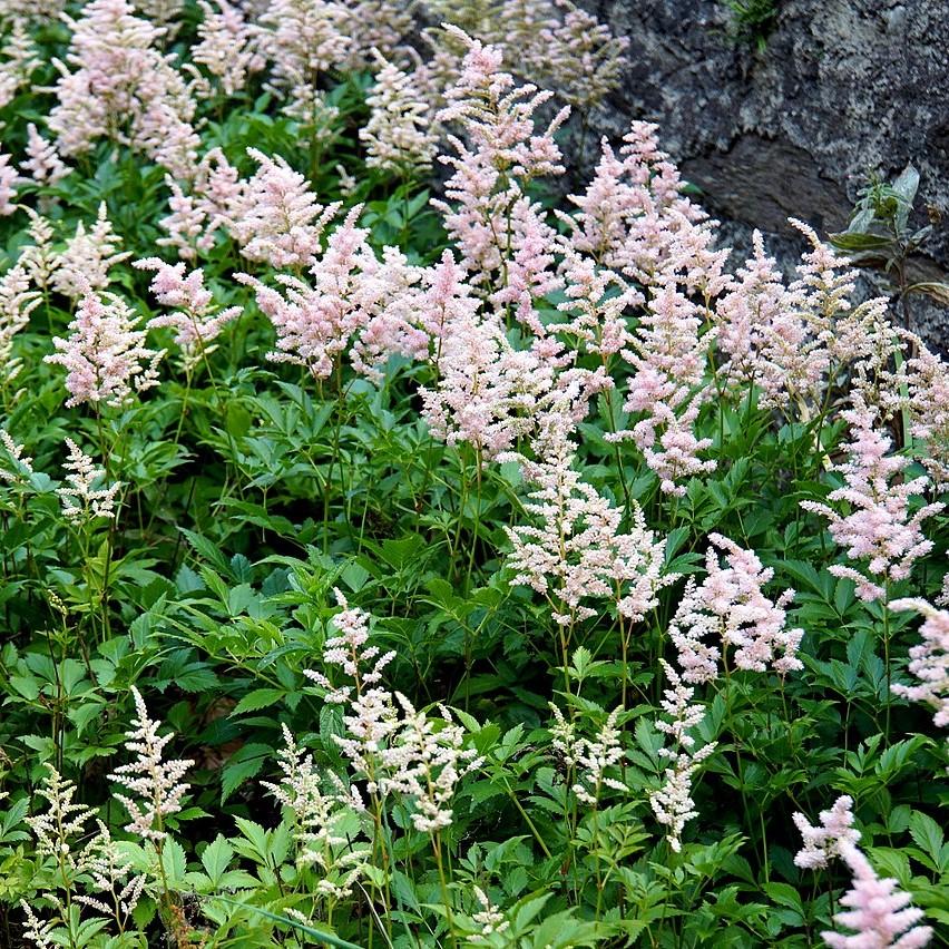 Astilbe japonica 'Peach Blossom' - Peach Blossom Japanese Astilbe