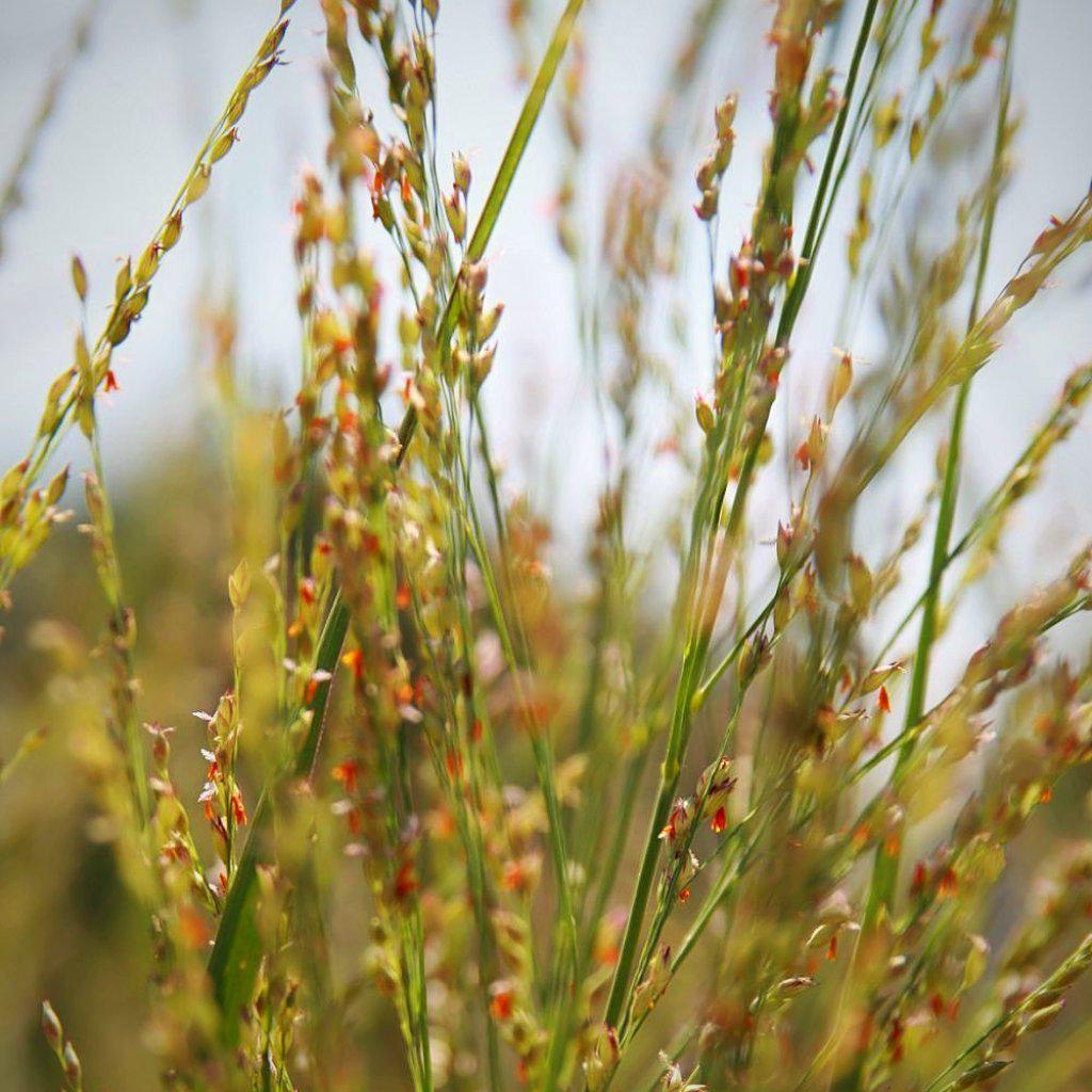 Panicum virgatum 'Northwind' - Northwind Switch Grass