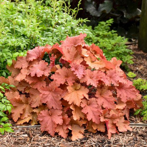 Heuchera 'Peachberry Ice' - Primo® Peachberry Ice Heuchera