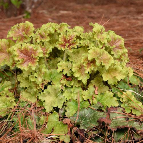 Heuchera 'Apple Twist' PP31,221 - PW® Dolce® Apple Twist Heuchera