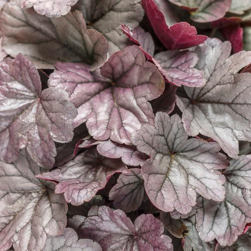 Heuchera 'Silver Gumdrop' PP29207 - Dolce® Silver Gumdrop Heuchera
