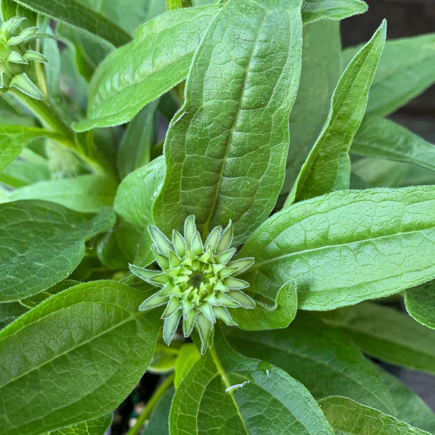 Echinacea 'PAS1308374' - Artisan™ Soft Orange Coneflower