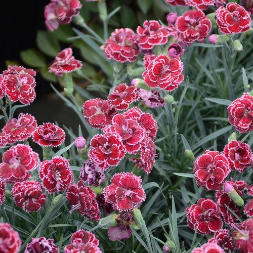Dianthus 'Black Cherry Frost' - Fruit Punch® Black Cherry Frost Dianthus