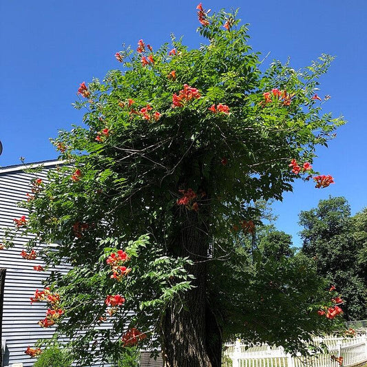 Campsis radicans - Trumpet Vine