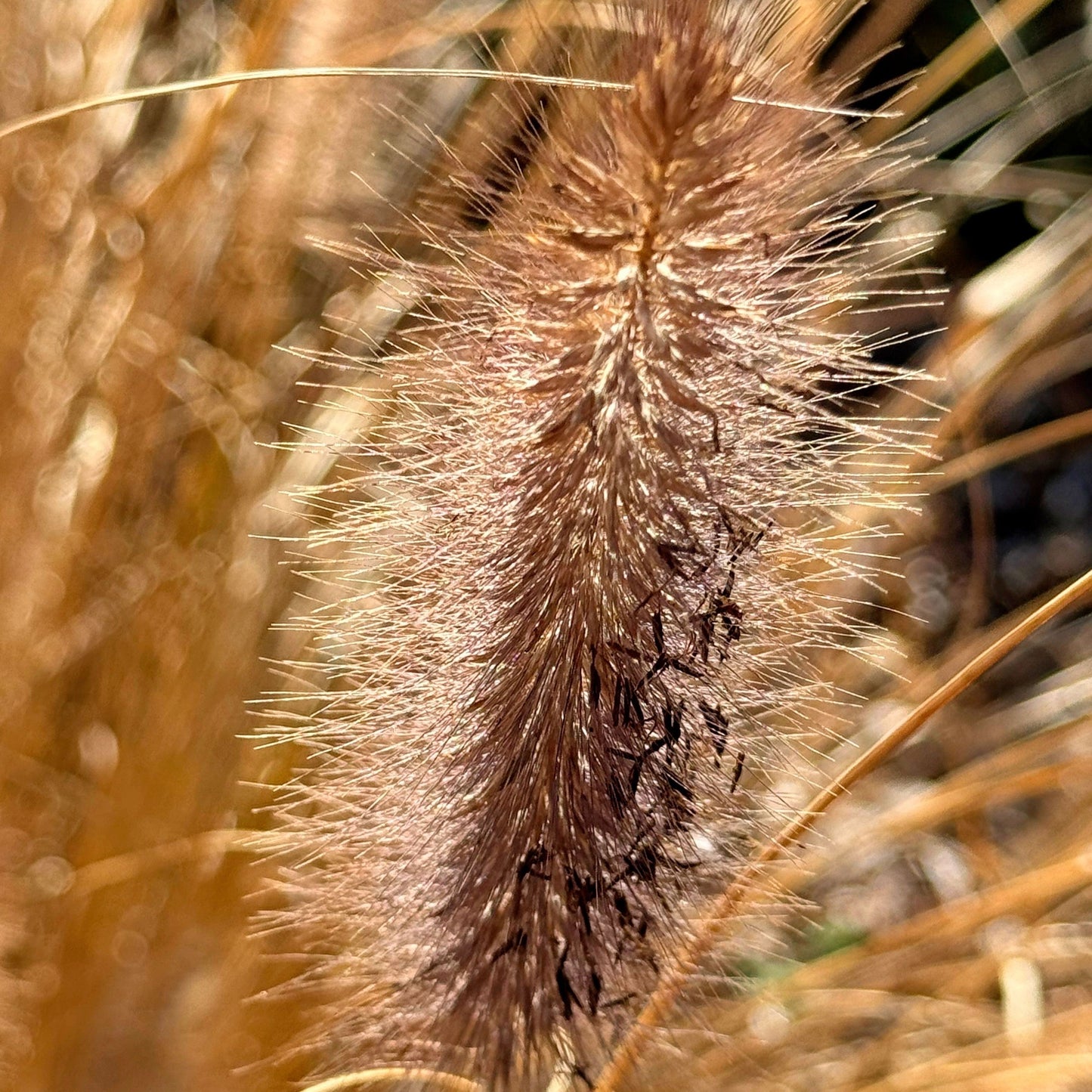 Pennisetum alopecuroides 'TIFT PA18' - Cayenne™ Fountain Grass