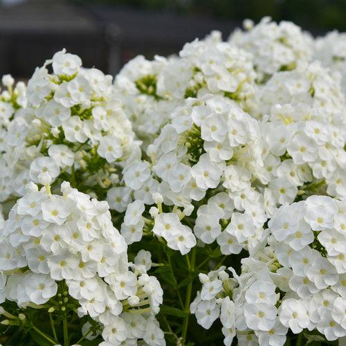Phlox paniculata 'Luminary Backlight' - Luminary® Backlight Phlox