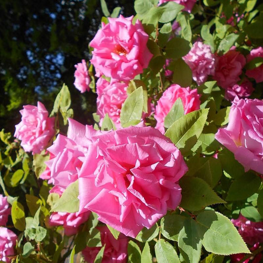 Rosa 'Zéphirine Drouhin' - Zéphirine Drouhin Rose