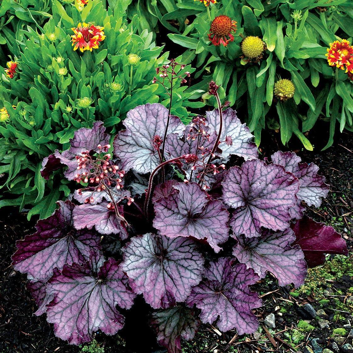 Heuchera x 'TNHEUNEP' PP#30568 - Northern Exposure™ Purple Heuchera