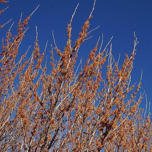 Hamamelis vernalis - Ozark Witch Hazel