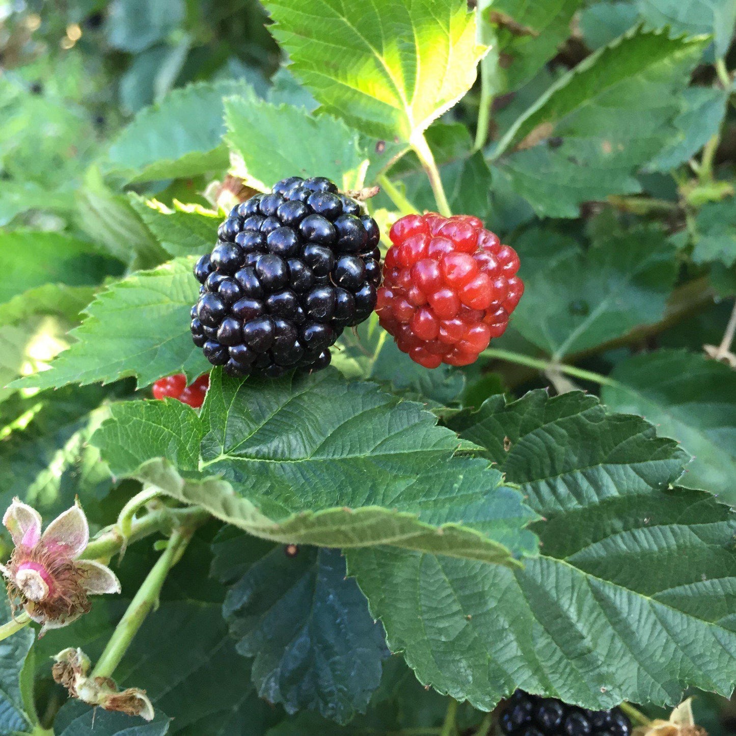 Rubus ulmifolius ‘APF-236T’ - Bushel and Berry® Baby Cakes® Thornless Blackberry