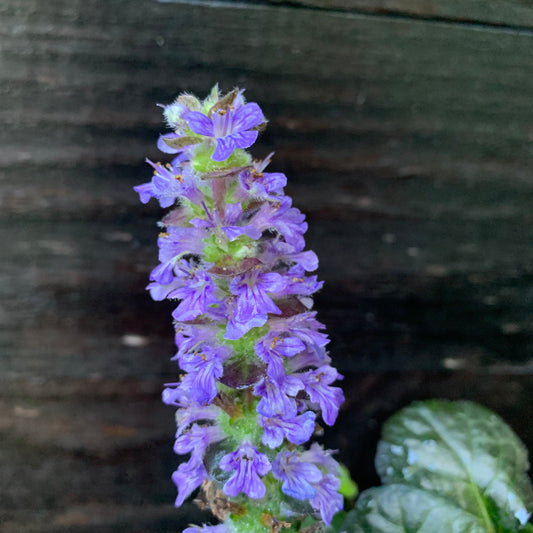 Ajuga reptans 'Binblasca' - Black Scallop Bugleweed