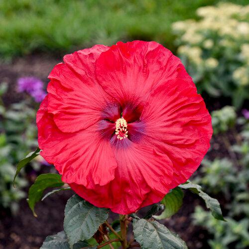 Hibiscus 'Valentine Crush' - Summerific® Valentine Crush Hibiscus