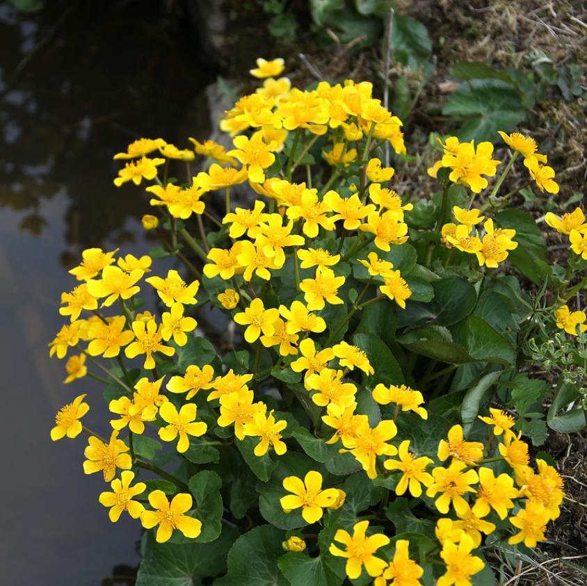 Caltha palustris - Marsh Marigold