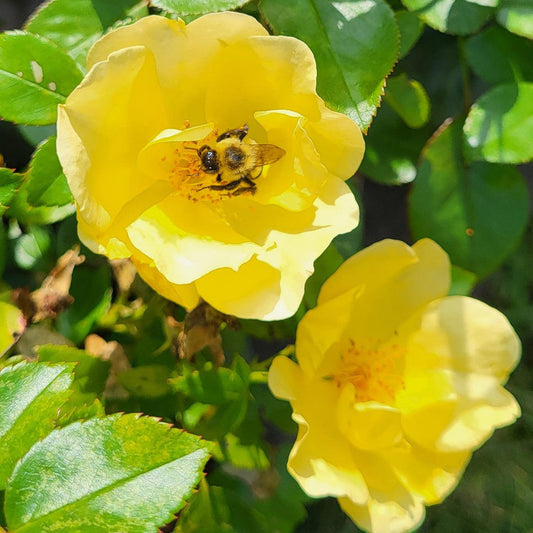 Rosa 'SRPylwko' PP 35,465 - Easy Bee-zy™ Knock Out® Rose