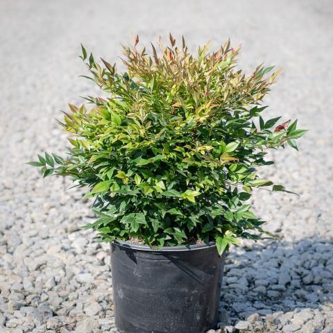Nandina domestica 'Gulf Stream' - Gulf Stream Heavenly Bamboo
