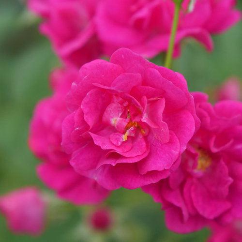 Rosa x 'Phyllis Sherman' - Oso Easy Peasy® Rose