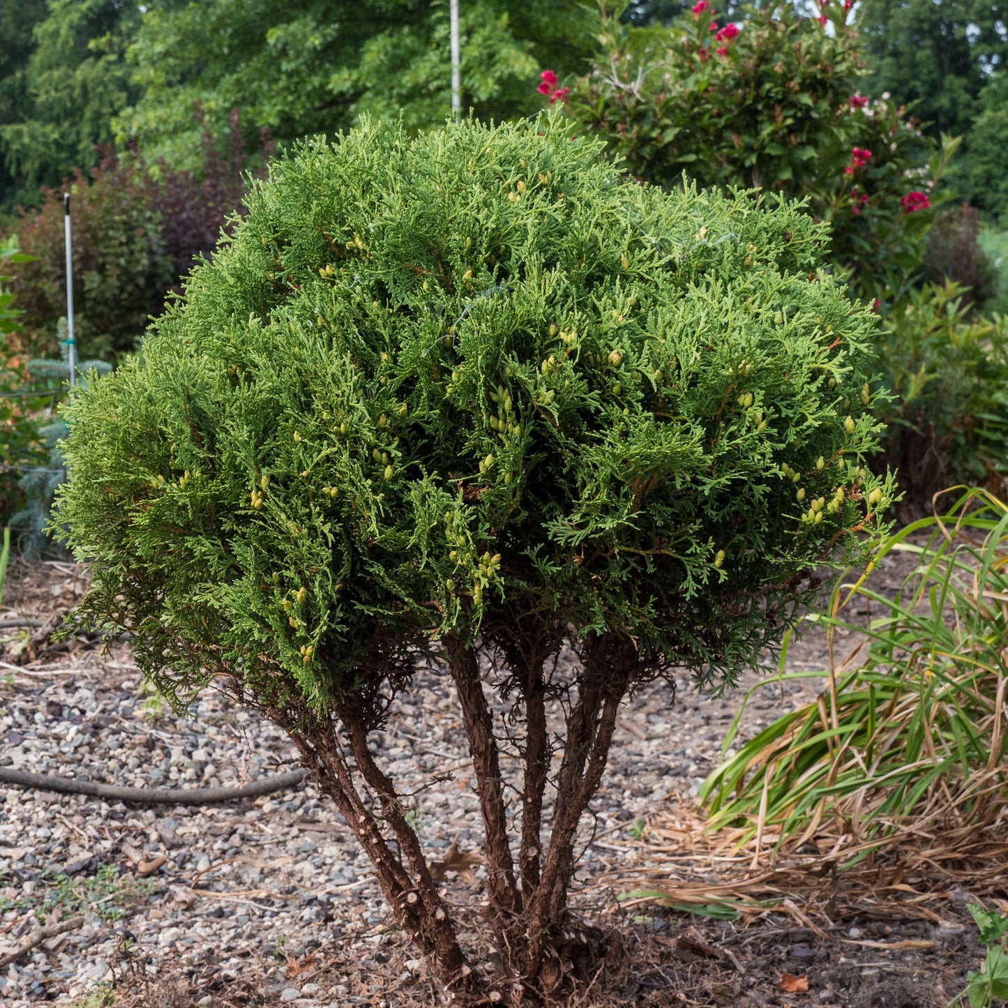Thuja occidentalis 'Hetz Midget' - Hetz Midget Arborvitae, Mini Arborvitae