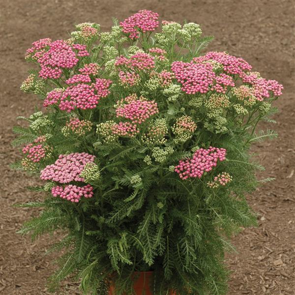 Achillea millefolium 'Pink Grapefruit' - Pink Grapefruit Yarrow