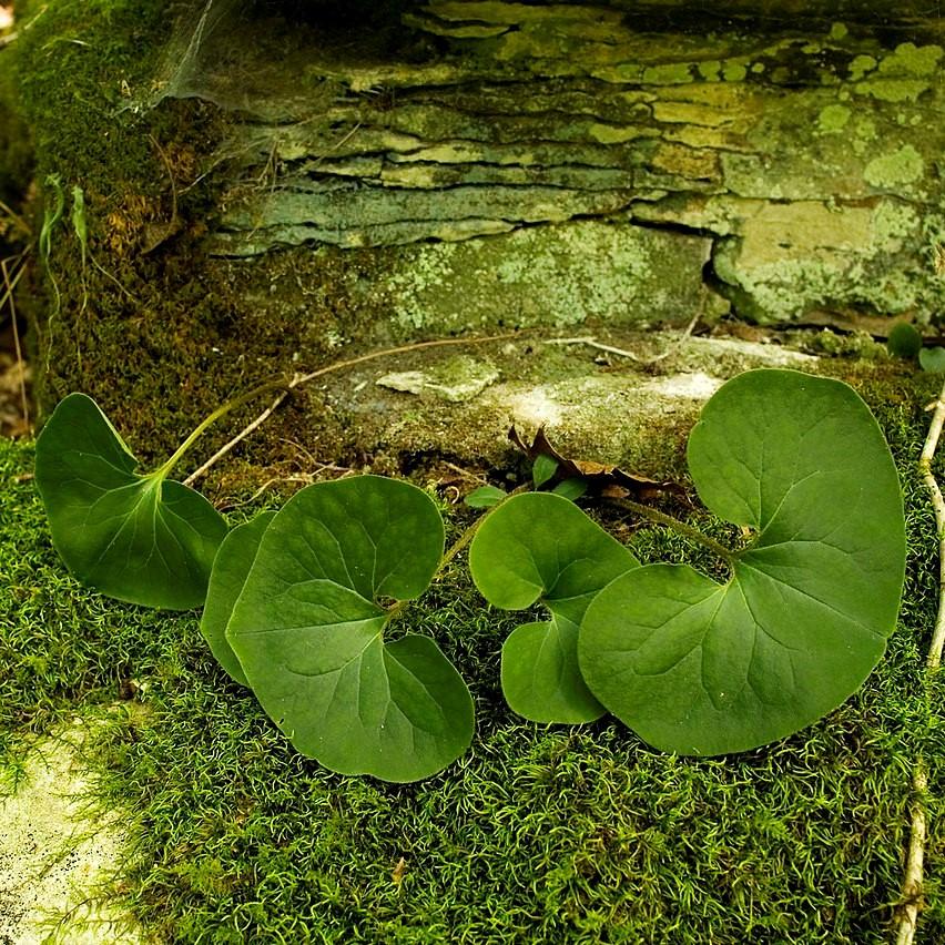 Asarum canadense - Wild Ginger