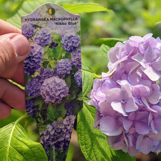 Hydrangea macrophylla 'Nikko Blue' - Nikko Blue Hydrangea