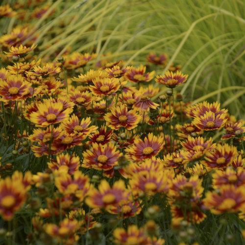 Coreopsis x 'Daybreak' - Lil' Bang™ Daybreak Tickseed