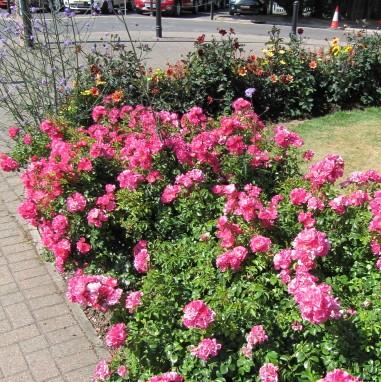 Rosa x 'NOA168098F' - Flower Carpet® Pink Supreme Rose