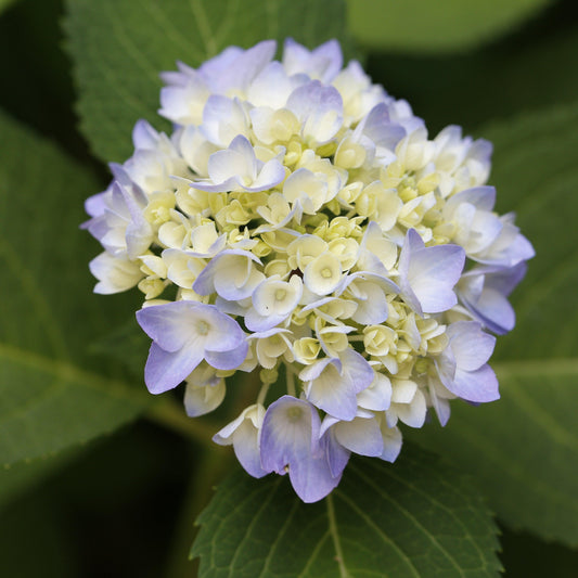 Hydrangea macrophylla 'COF HM1 - Azure Skies™ Hydrangea