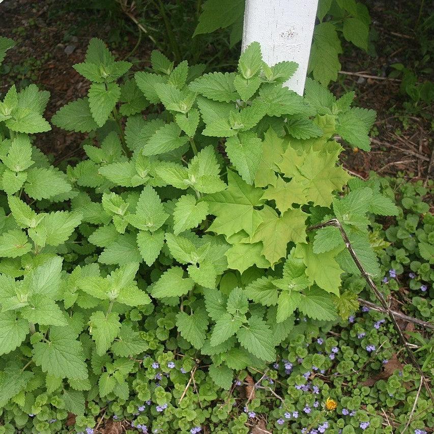 Nepeta cataria - Catnip