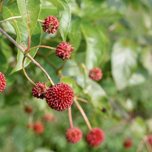Cephalanthus occidentalis 'SMCOSS' - Sugar Shack® Buttonbush