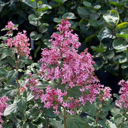 Syringa x 'SMNSPH' USPP 35,93 - Bloomerang® Ballet™ Lilac