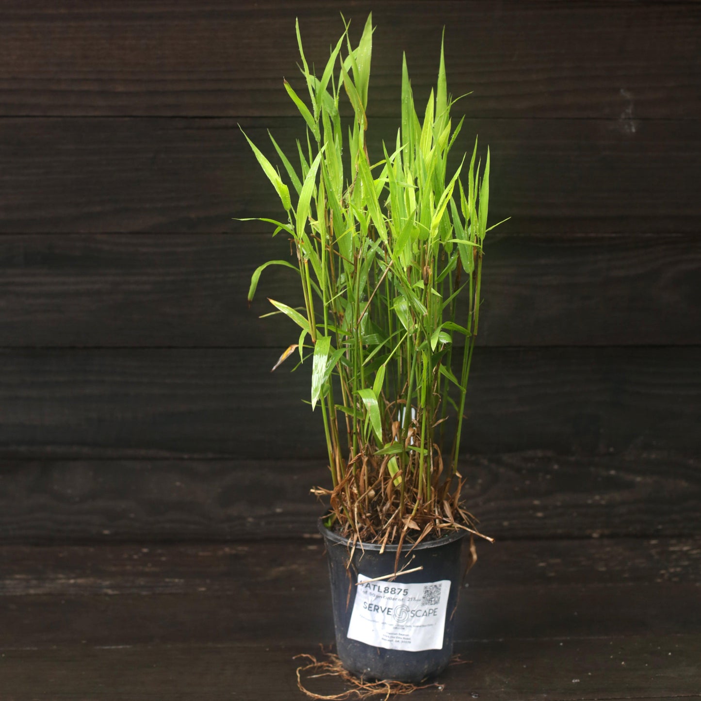 Chasmanthium latifolium - River Oats, Inland Sea Oats