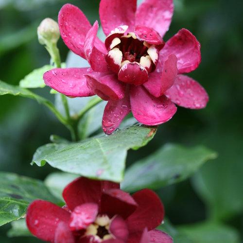 Calycanthus 'Aphrodite' - Aphrodite Sweetshrub