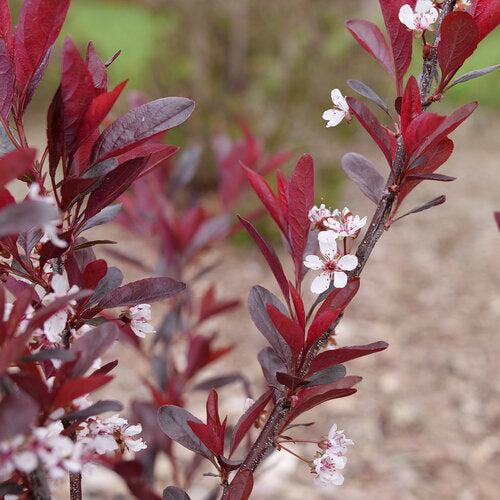 Prunus x cistena 'UCONNPCSDR' - Stay Classy® Sand Cherry