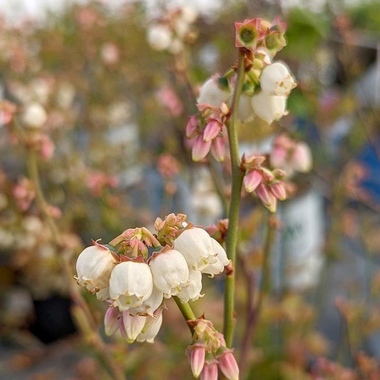 Vaccinium corymbosum 'Polaris' - Polaris Blueberry