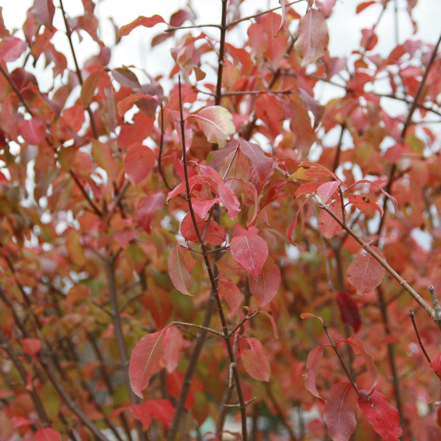 Viburnum prunifolium - Blackhaw Viburnum