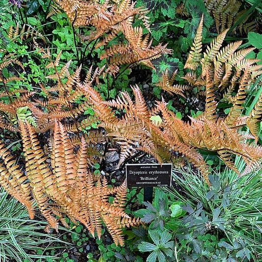 Dryopteris erythrosora 'Brilliance' - Brilliance Autumn Fern