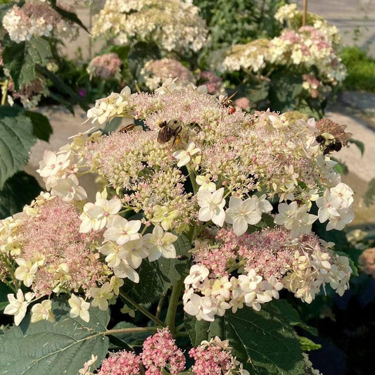 Hydrangea arborescens 'SMHALP' - Pinky Pollen Ring™ Hydrangea