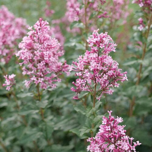 Syringa x 'SMNSPH' USPP 35,93 - Bloomerang® Ballet™ Lilac