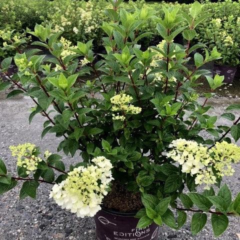 Hydrangea paniculata 'Rensun' PP 25,438 - First Editions® Strawberry Sundae® Hydrangea
